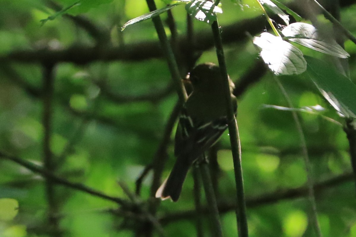 Yellow-bellied Flycatcher - Jennifer Allison