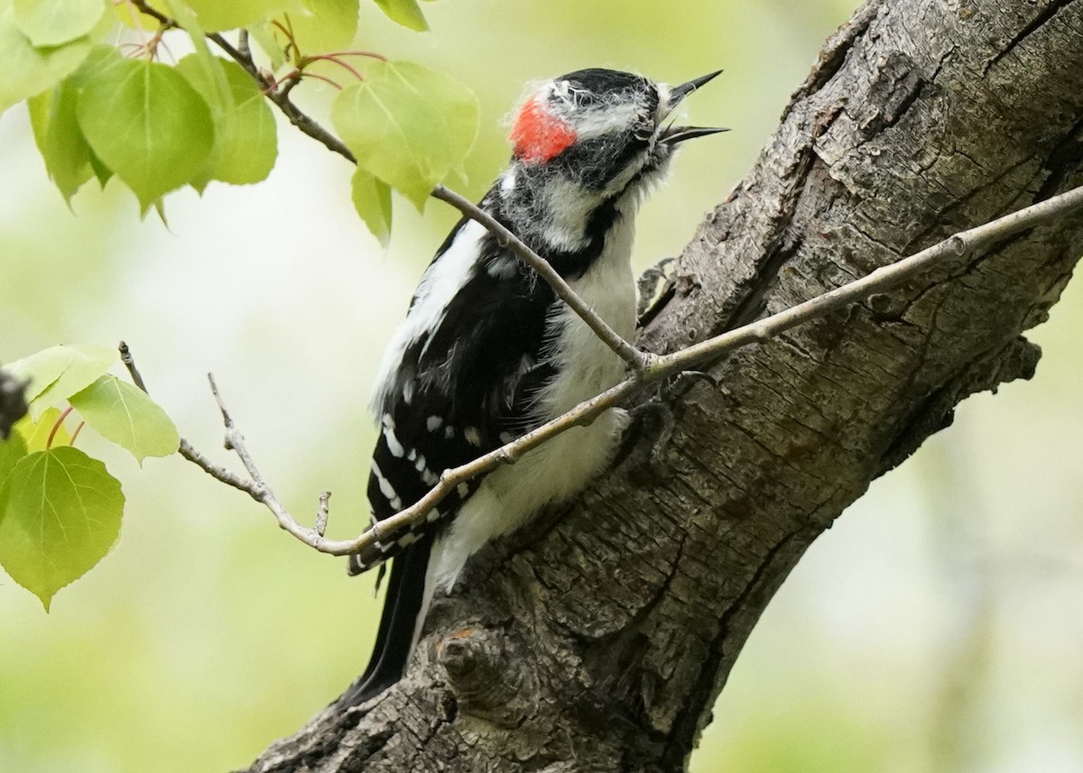 Downy Woodpecker - ML619655487
