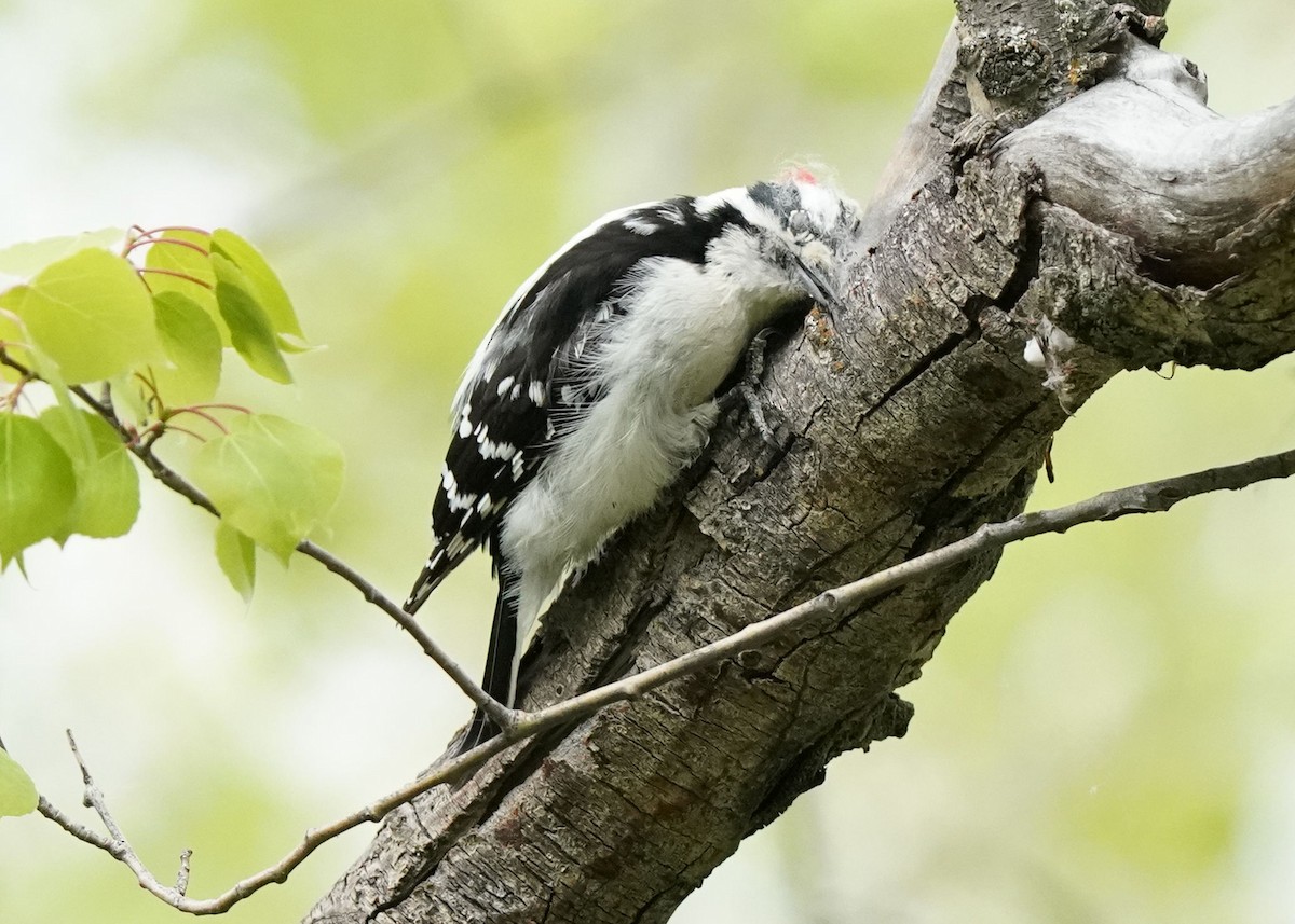 Downy Woodpecker - ML619655491