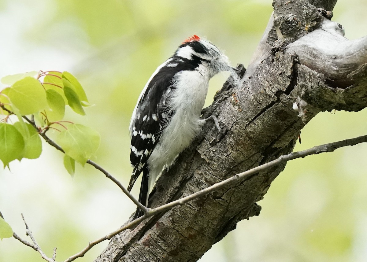 Downy Woodpecker - ML619655492