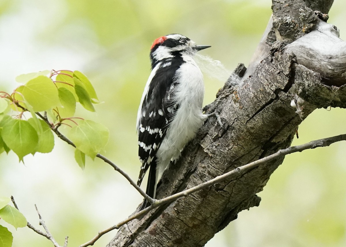 Downy Woodpecker - ML619655494