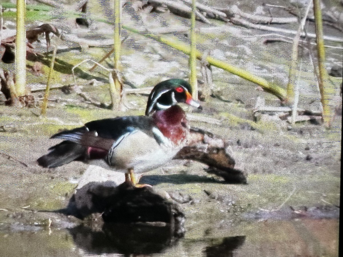 Wood Duck - Teri Martine