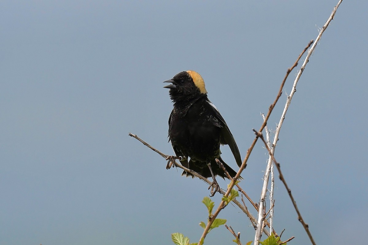 bobolink americký - ML619655515