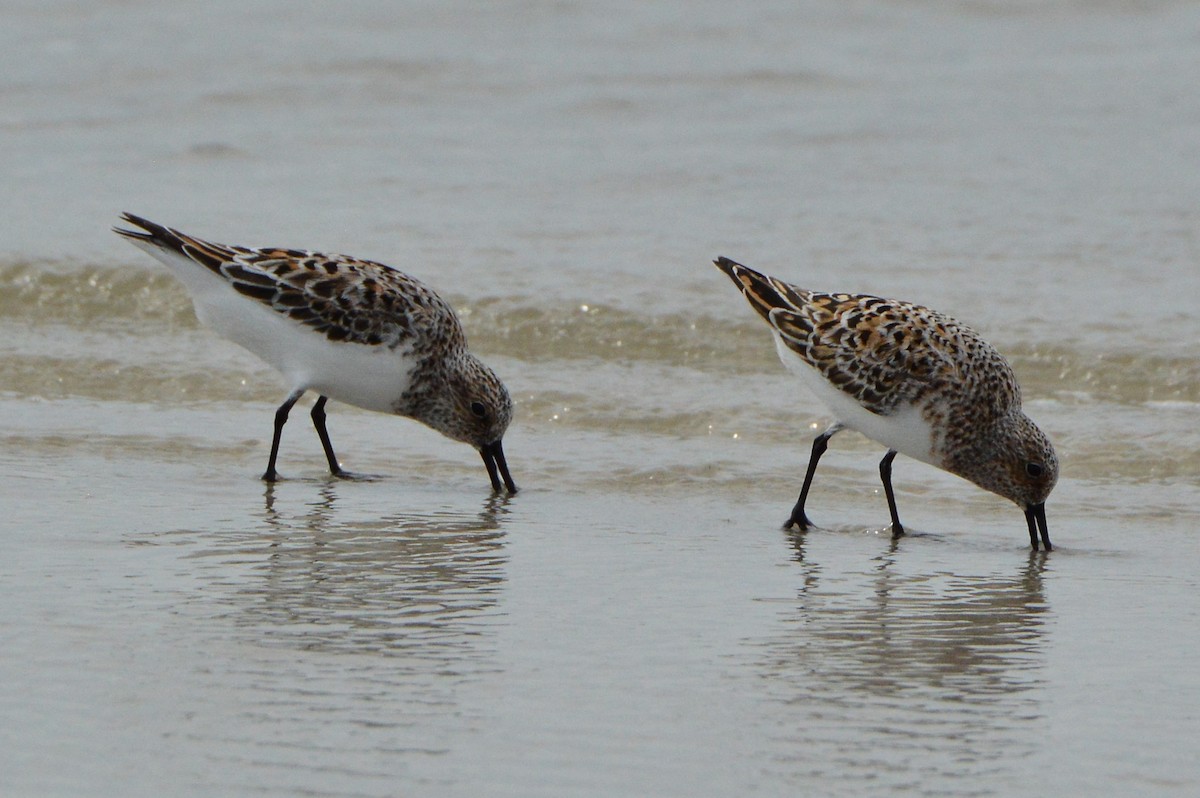 Sanderling - Jackson and Jasmin Woodall