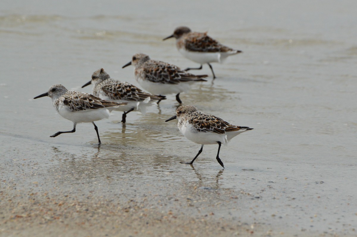 Sanderling - Jackson and Jasmin Woodall