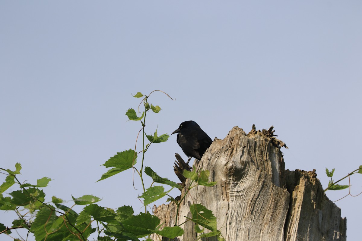 Common Grackle - Jennifer Allison