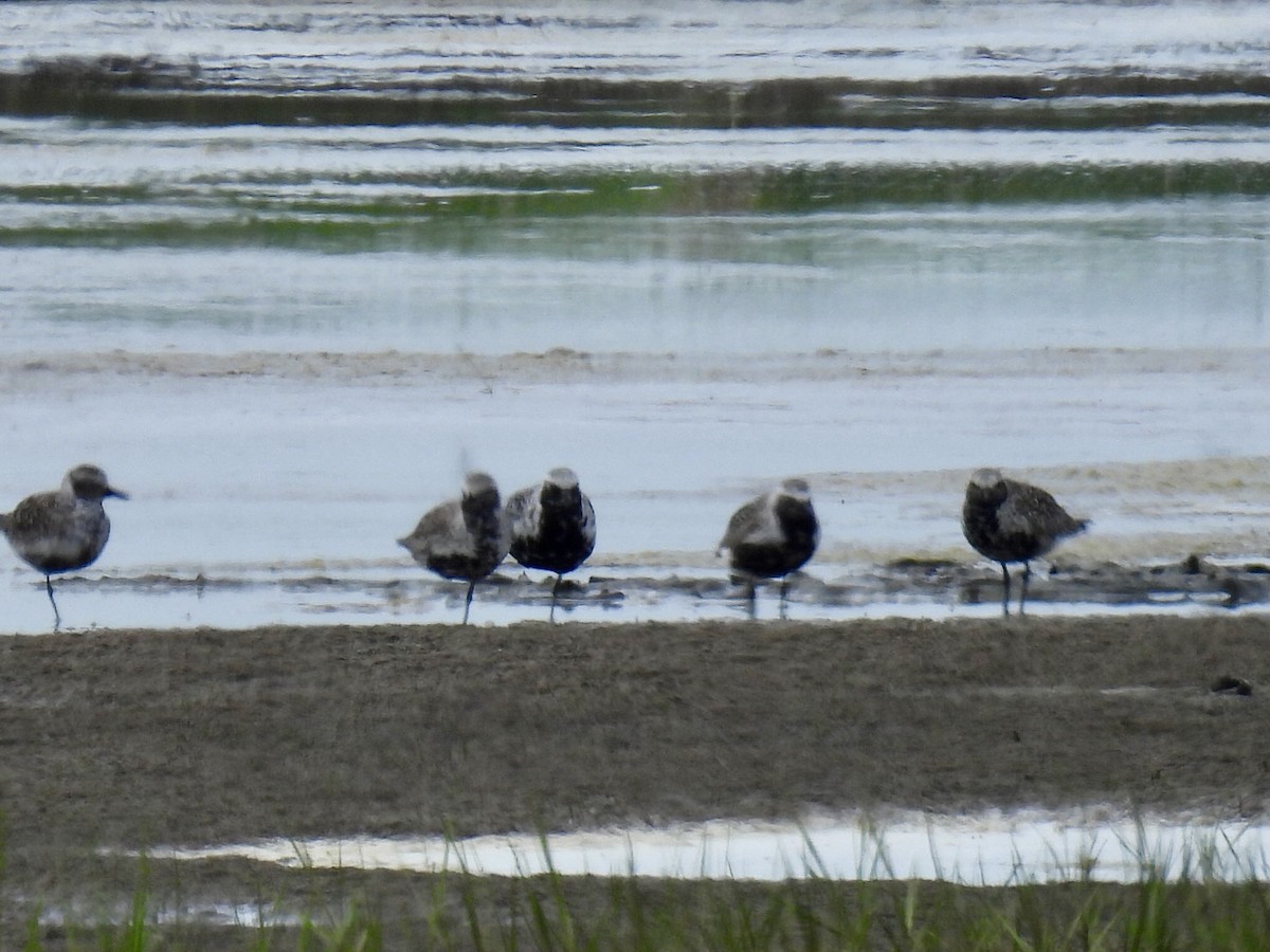 Black-bellied Plover - ML619655524