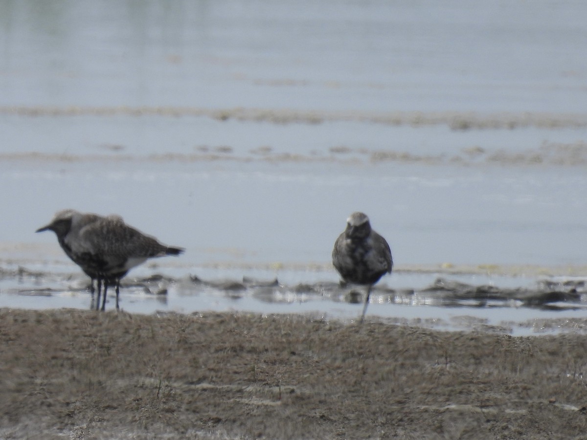 Black-bellied Plover - Brad Smith