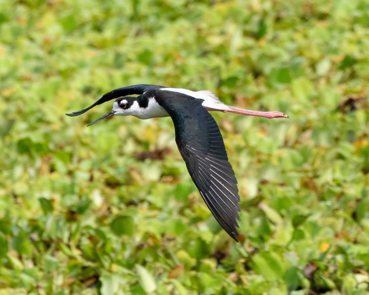 Black-necked Stilt - ML619655540