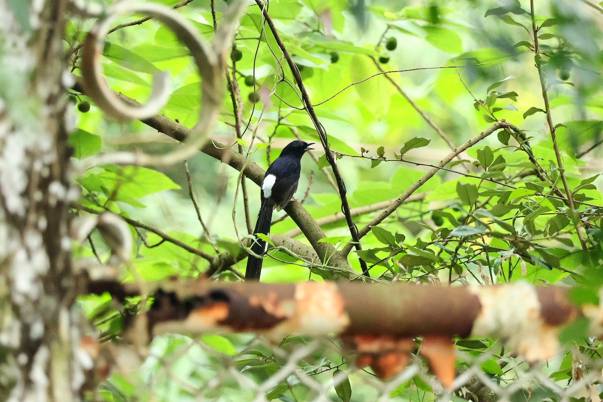 White-rumped Shama - Ying ZHOU