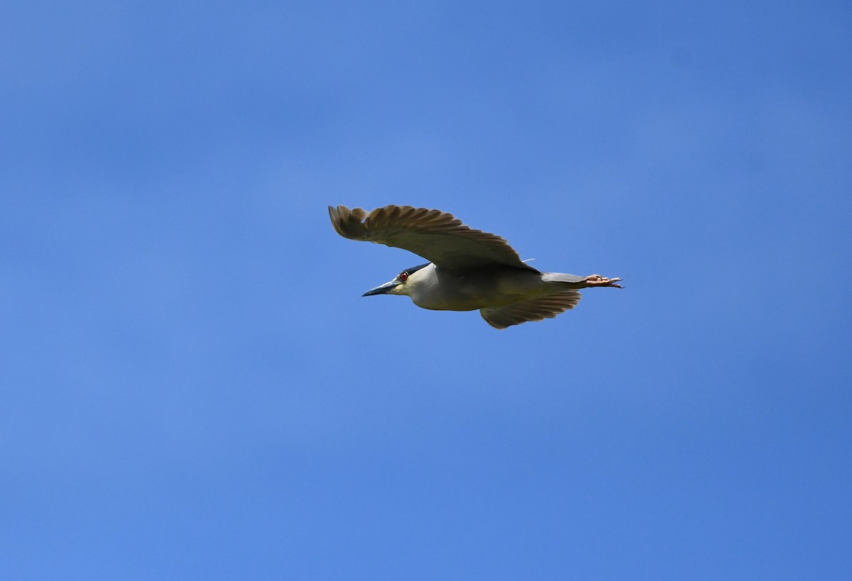 Black-crowned Night Heron - ML619655542