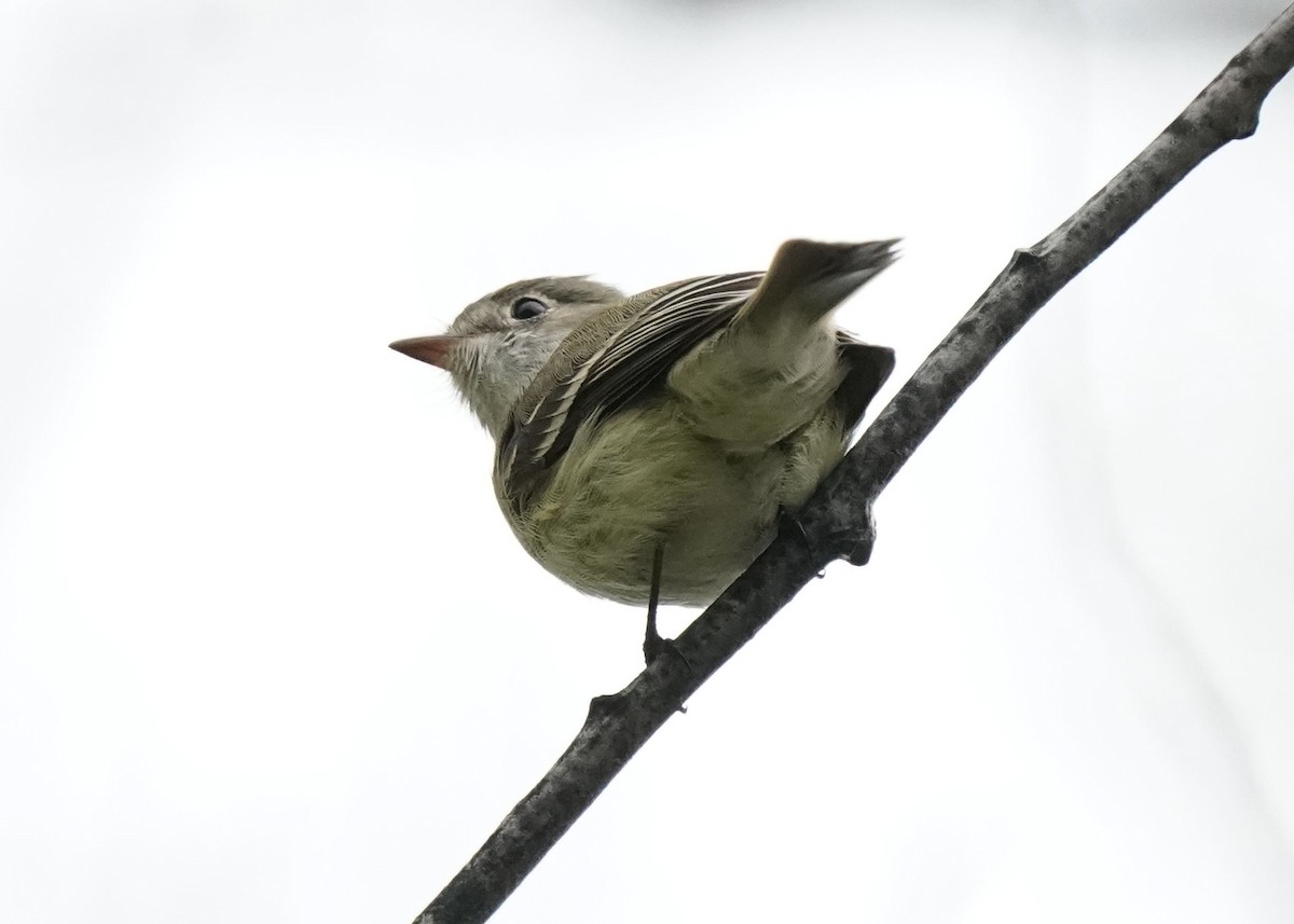 Least Flycatcher - Pam Hardy