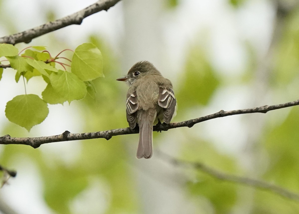 Least Flycatcher - Pam Hardy