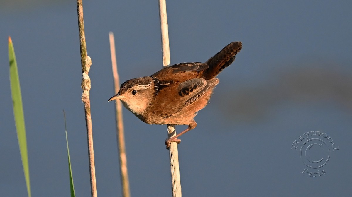 Marsh Wren - Raymond Paris