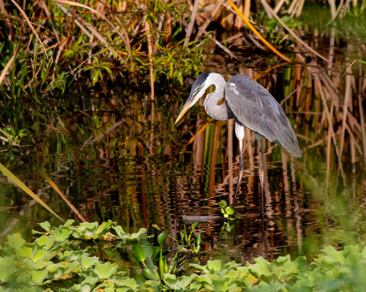 Cocoi Heron - Matthew Douglas Gable