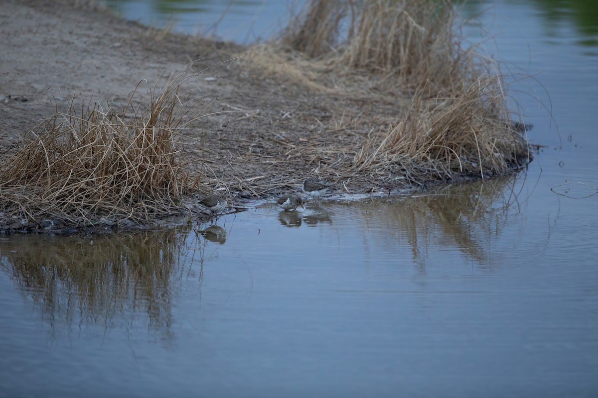 Spotted Sandpiper - ML619655563