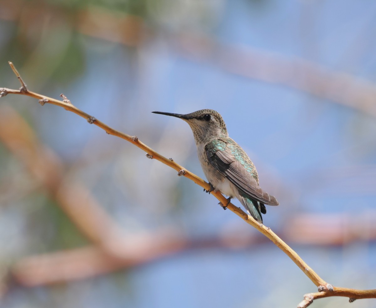 Black-chinned Hummingbird - Paul Linton