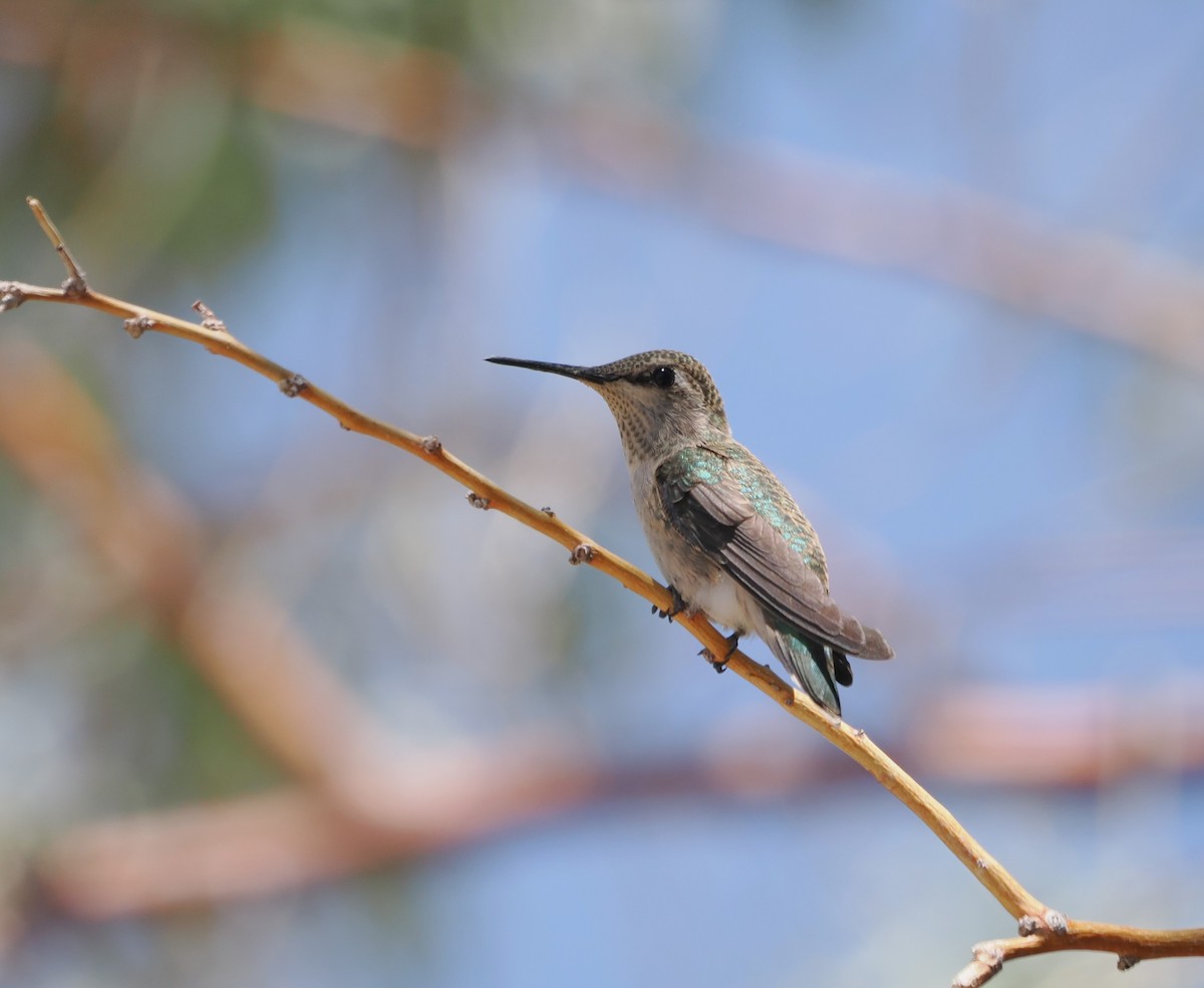 Black-chinned Hummingbird - ML619655564