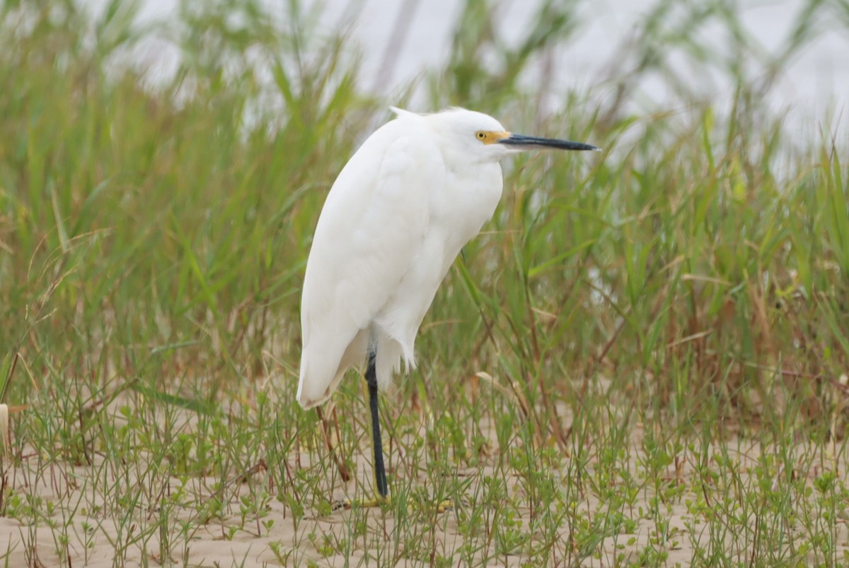 Snowy Egret - João Paulo Durante