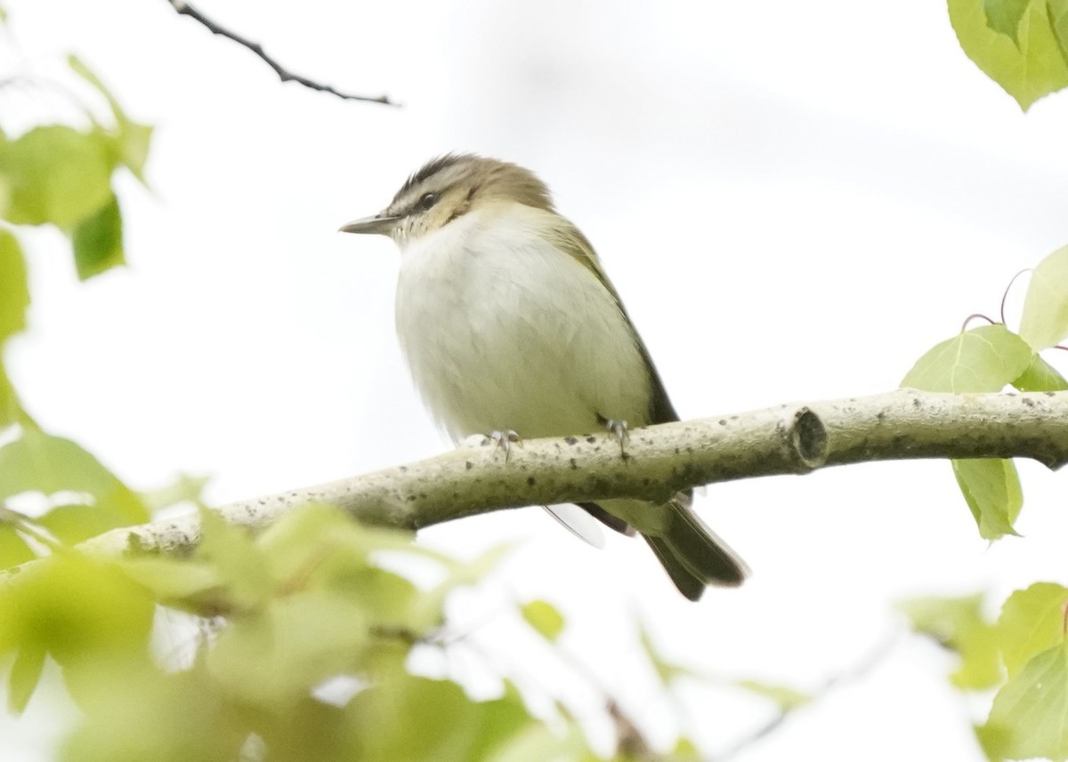 Red-eyed Vireo - Pam Hardy