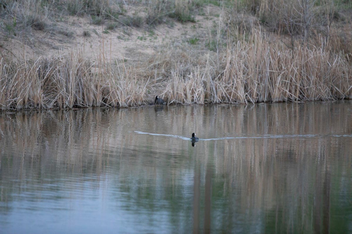 American Coot - Caleb Nelson