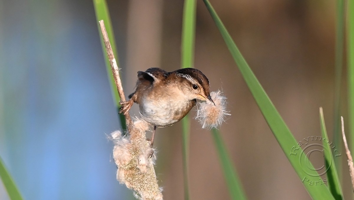 Marsh Wren - Raymond Paris