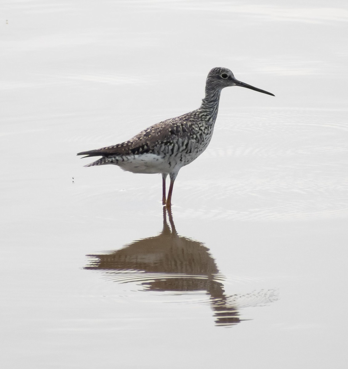 Greater Yellowlegs - ML619655574