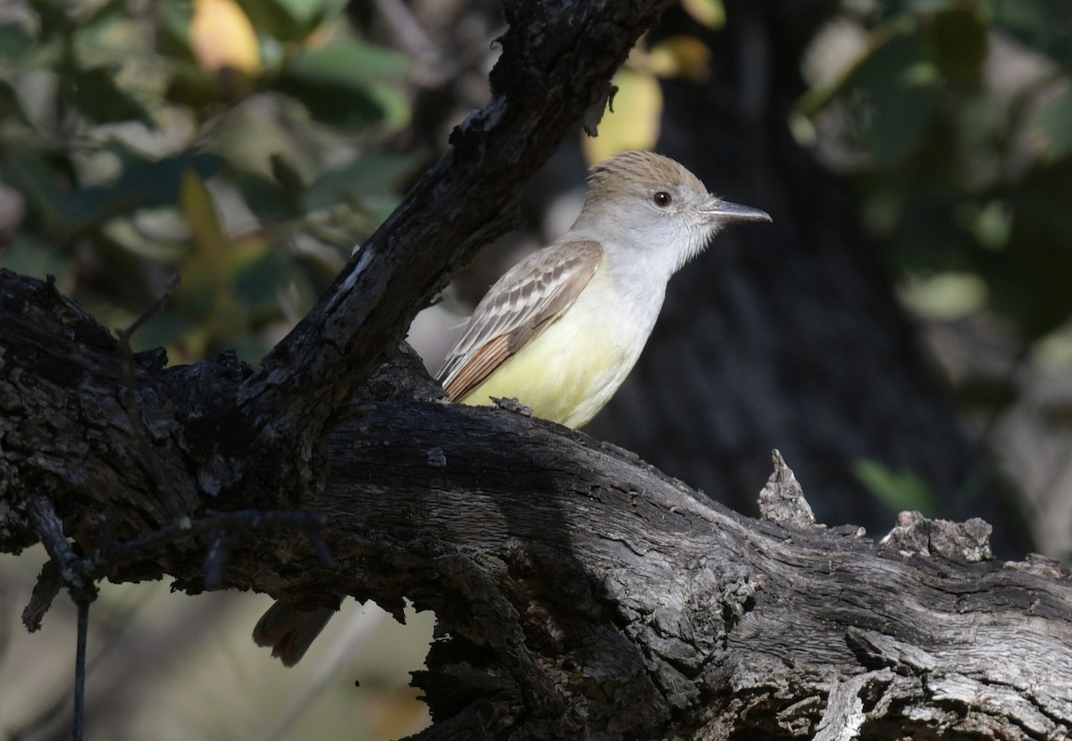 Brown-crested Flycatcher - ML619655581