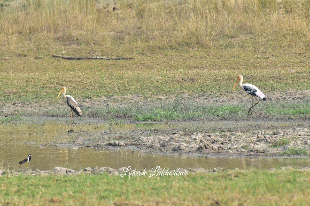 Painted Stork - Lokesh Lakhorkar