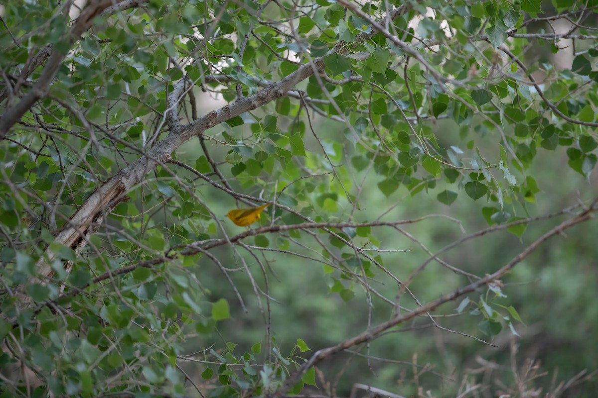 Yellow Warbler - ML619655600