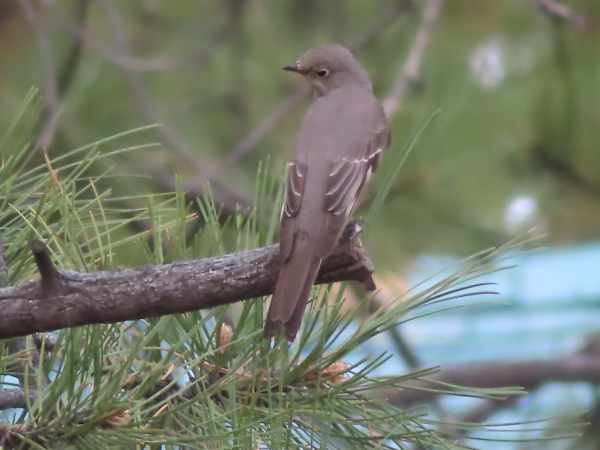 Townsend's Solitaire - Ursula  Mitra