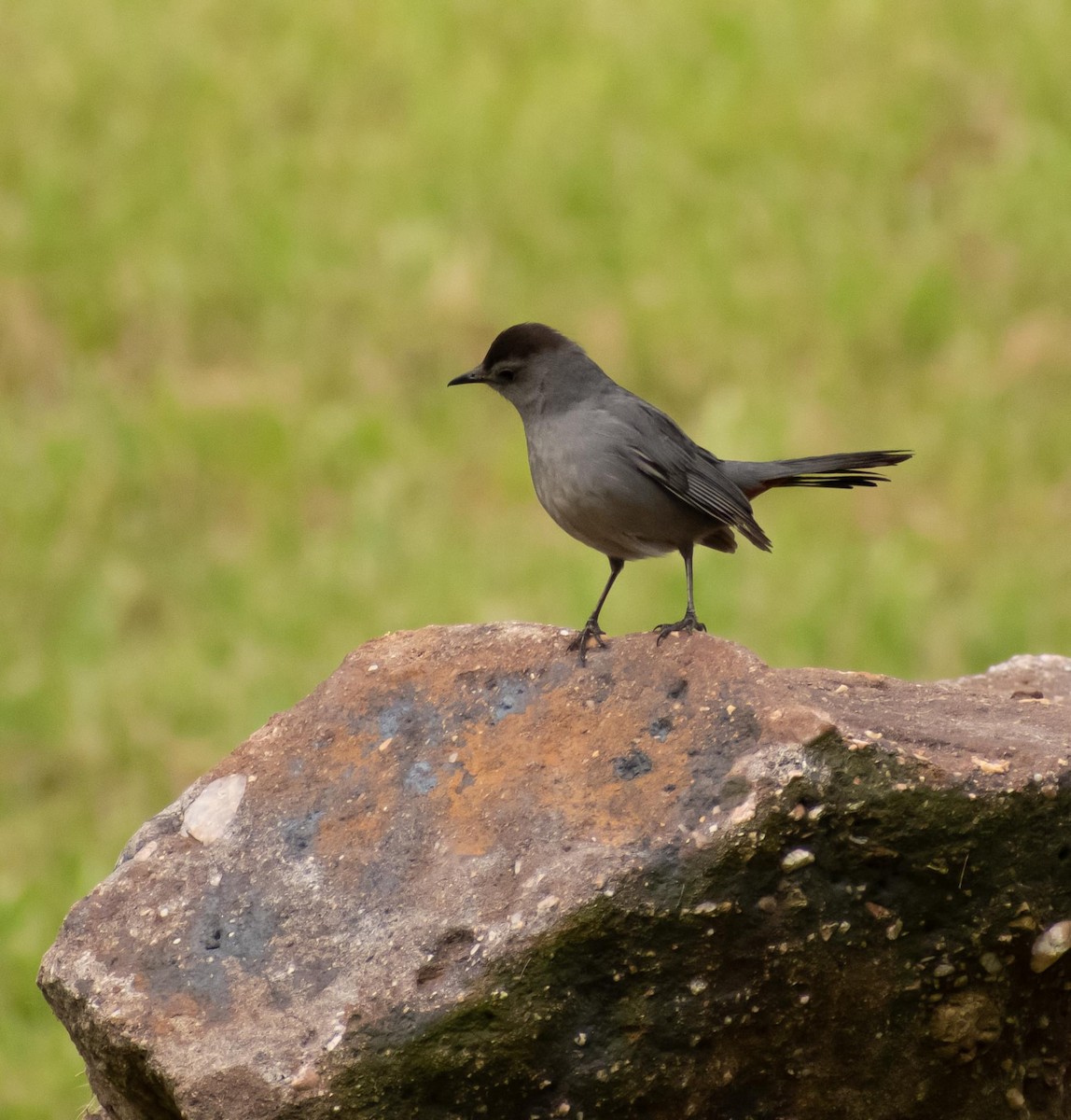 Gray Catbird - Randall Nett