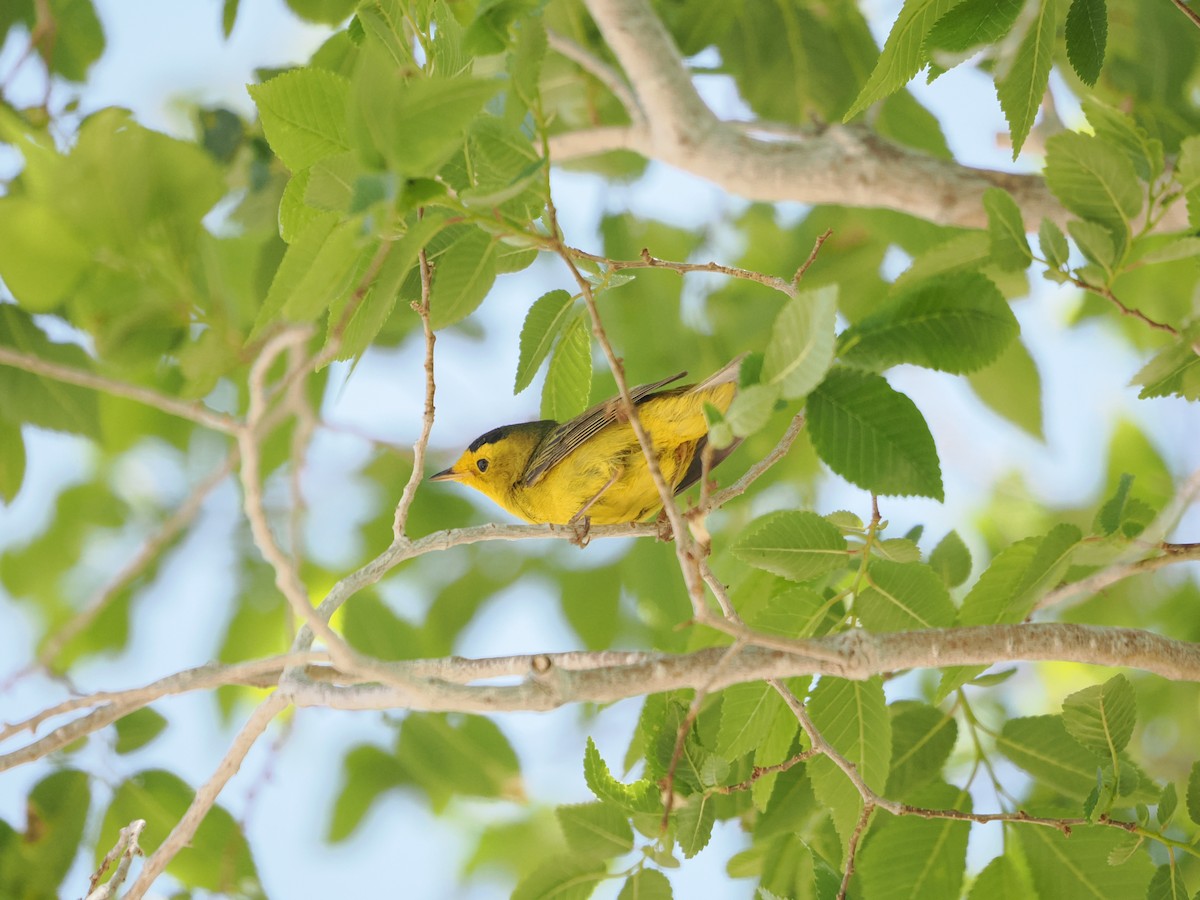 Wilson's Warbler - ML619655623