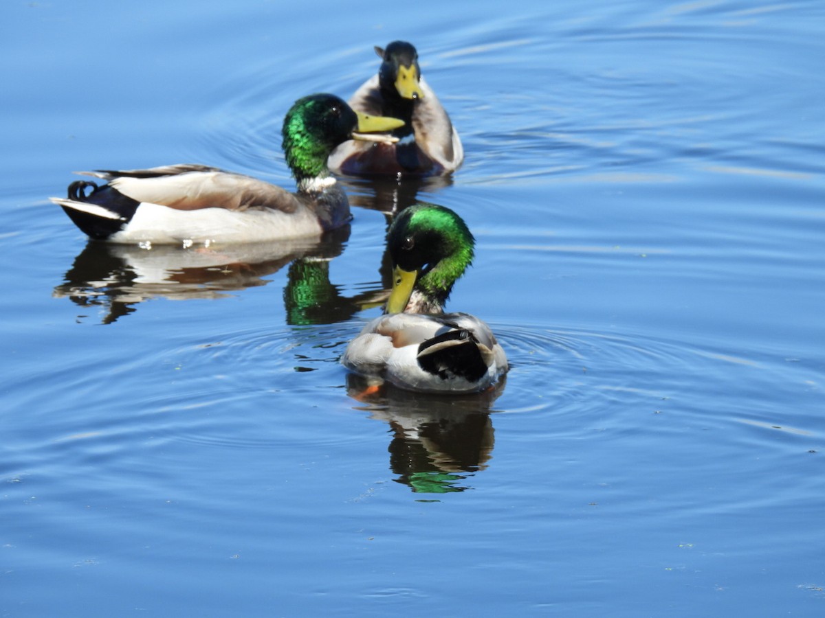 Mallard - Joe McGill