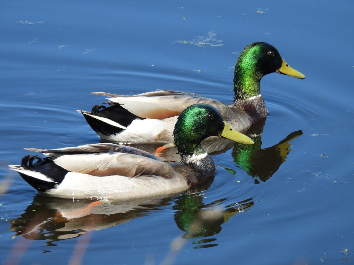 Mallard - Joe McGill