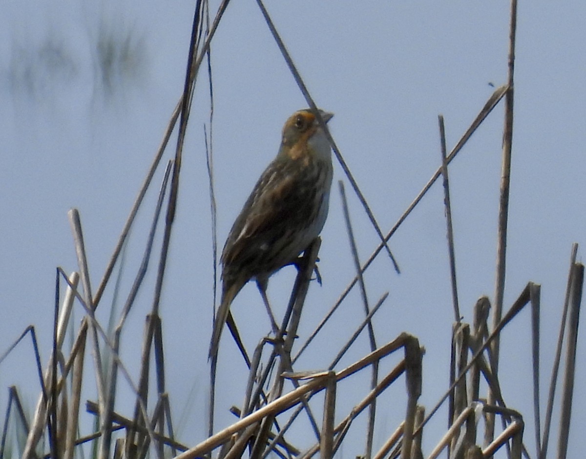 Saltmarsh Sparrow - Brad Smith