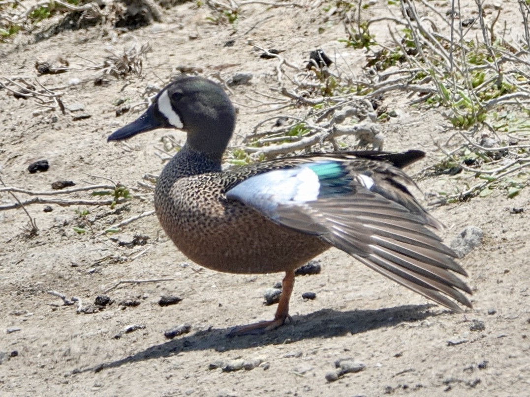 Blue-winged Teal - ML619655645