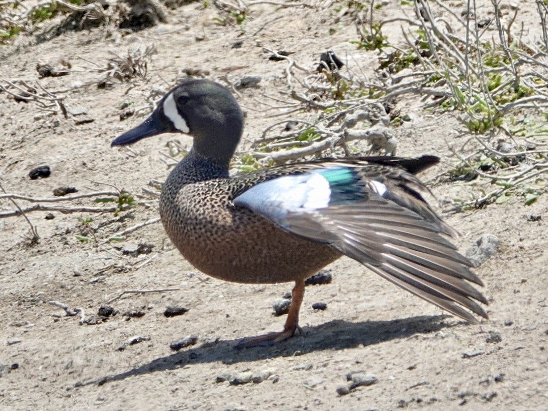 Blue-winged Teal - Brian Daniels