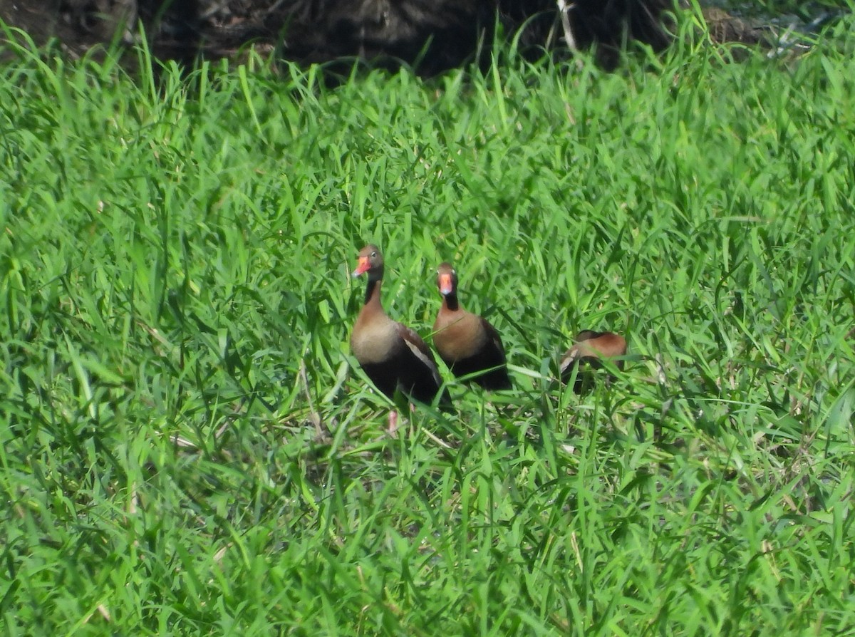 Black-bellied Whistling-Duck - Jose Fernando Sanchez O.