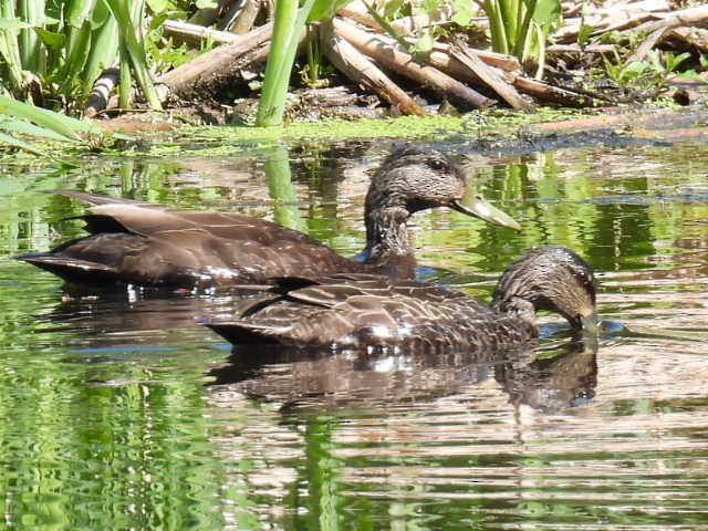 Canard noir - ML619655647