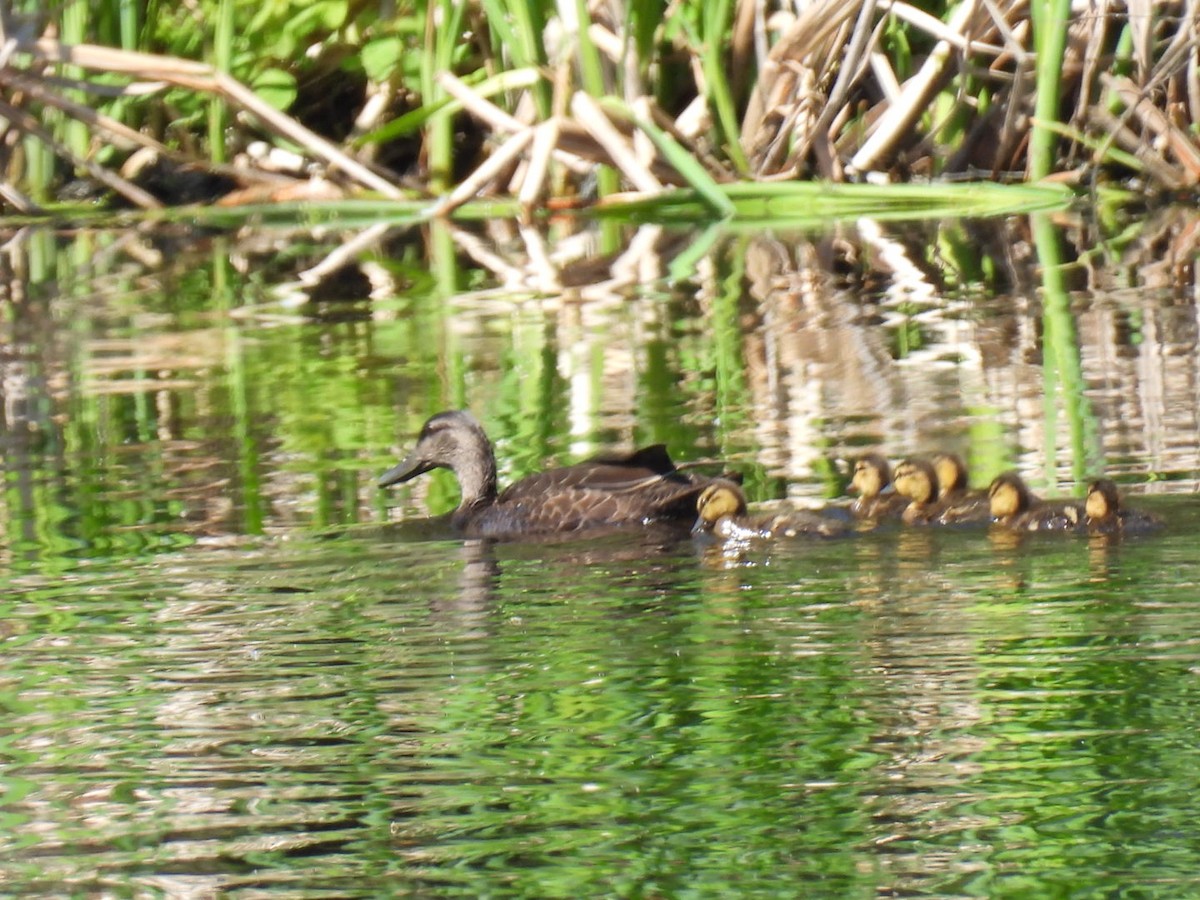 American Black Duck - Joe McGill