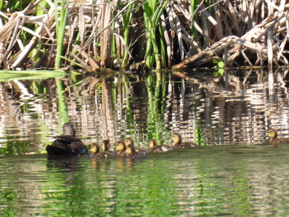 American Black Duck - Joe McGill