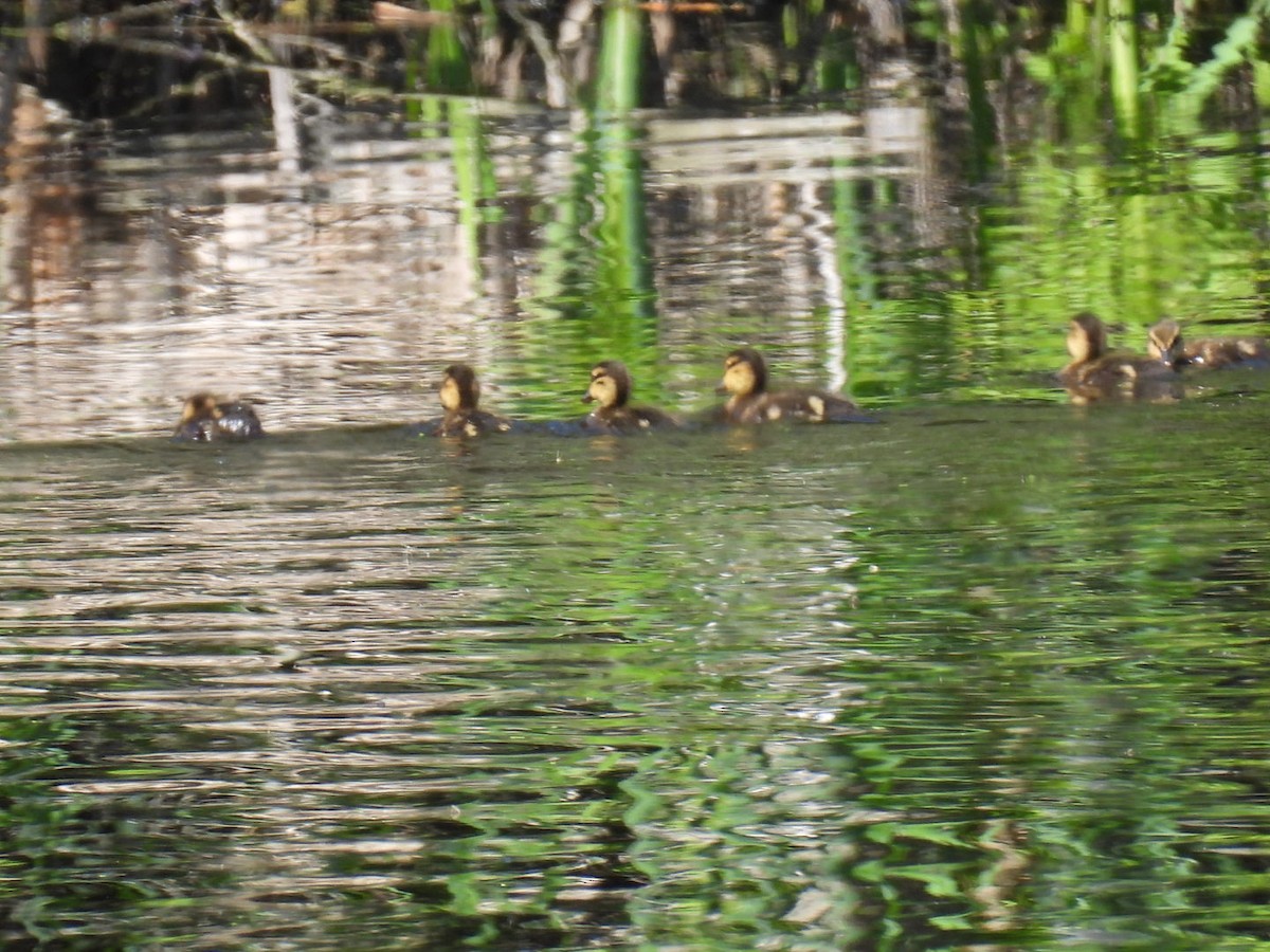 American Black Duck - Joe McGill