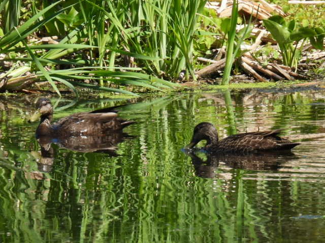 American Black Duck - ML619655654