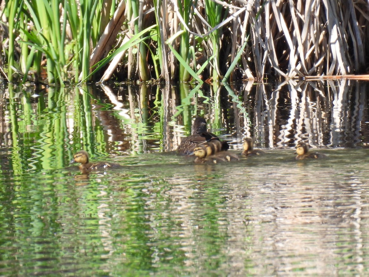 American Black Duck - Joe McGill