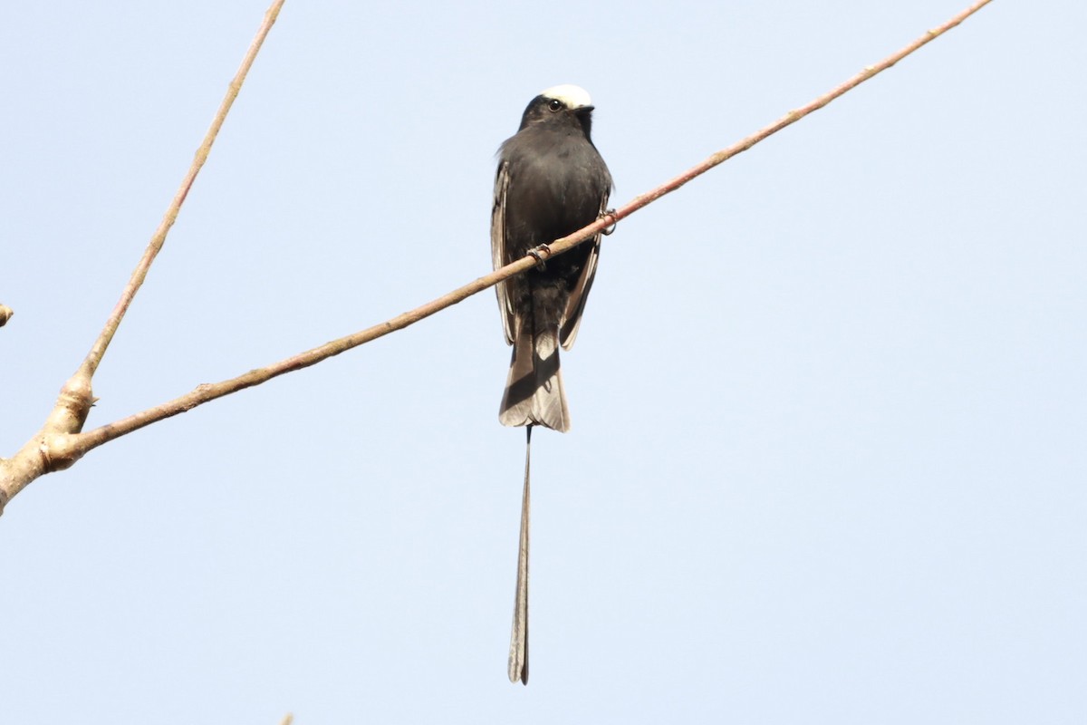 Long-tailed Tyrant - João Paulo Durante