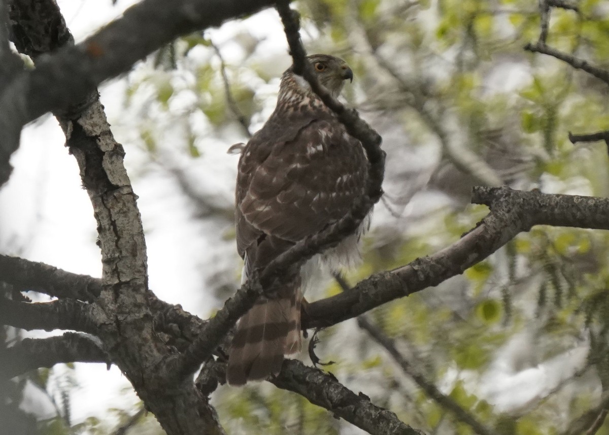 Cooper's Hawk - Pam Hardy