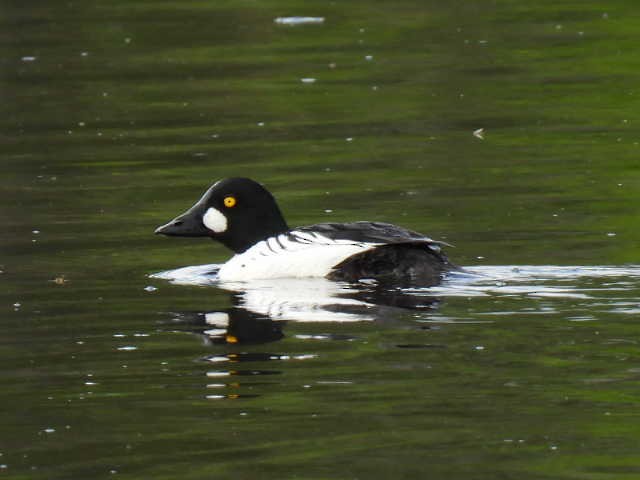 Common Goldeneye - Joe McGill