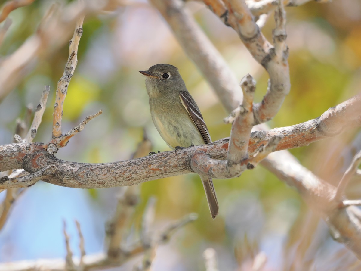 Dusky Flycatcher - Paul Linton