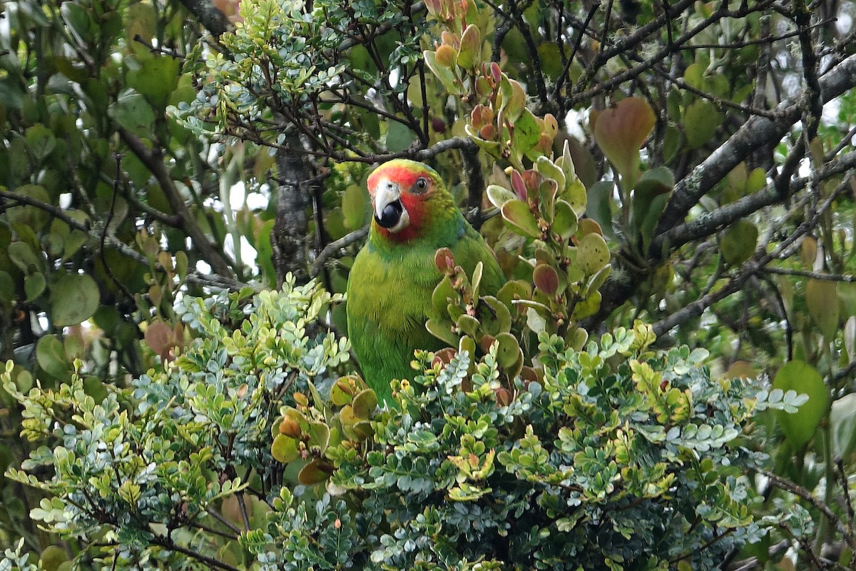 Red-faced Parrot - Daniel Pacheco Osorio